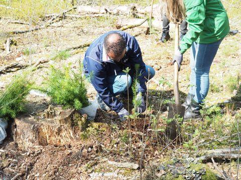BAM plant bomen